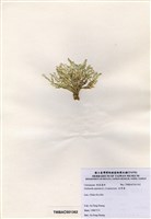 藏品(仙掌藻)的圖片